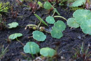 Hydrocotyle vulgaris (1200 x 800)